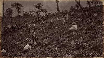 Założenie plantacji kawy w Antigua de Guatemala autorstwa Eadweard Muybridge