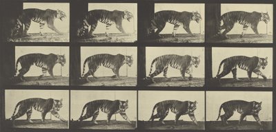 Tygrys spacerujący, płyta 729 z Animal Locomotion, 1887 autorstwa Eadweard Muybridge