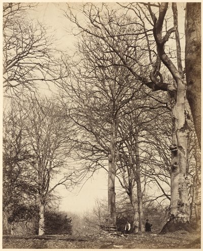 Buk królowej Adelajdy autorstwa Earl of Caithness and William Bambridge