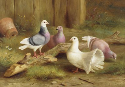 Gołębie autorstwa Edgar Hunt