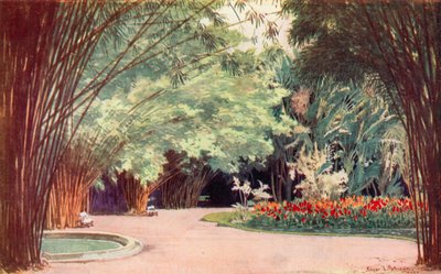 Bambusowy Gaj, Ogrody Botaniczne (kolor lito) autorstwa Edgar L. Pattison