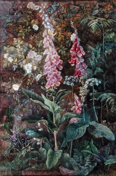 Digitalis Purpurea i Rosa Rugosa (akwarela na papierze) autorstwa Edith Isabel Barrow