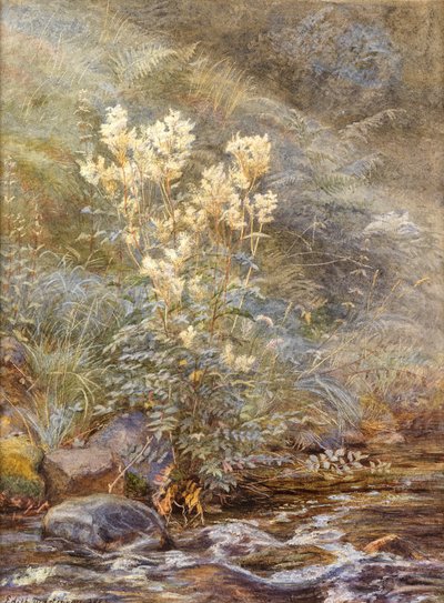 Meadowsweet obok Burn, Invernesshire, c.1883 (akwarela wzmocniona bielą) autorstwa Edith Martineau