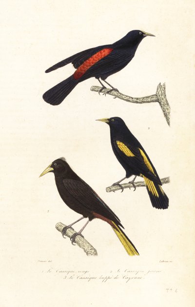 Gatunki kacyków i oropendola czubata. autorstwa Edouard (after) Travies
