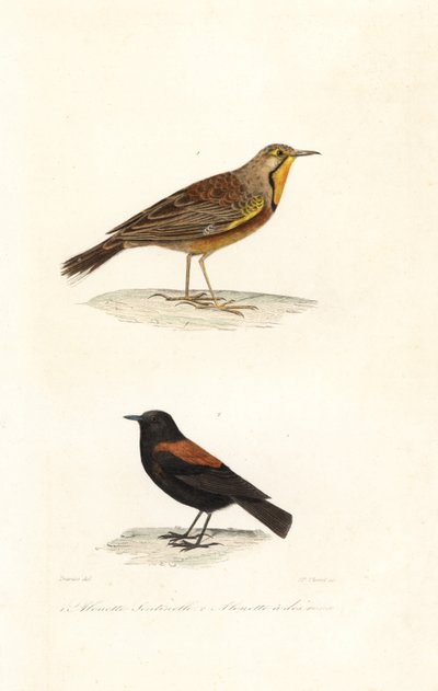 Cape longclaw i patagoński negrito. autorstwa Edouard (after) Travies