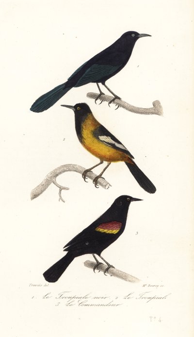 Greater Antillean Grackle, Wilga Audubona i czerwonoskrzydła czerń autorstwa Edouard (after) Travies
