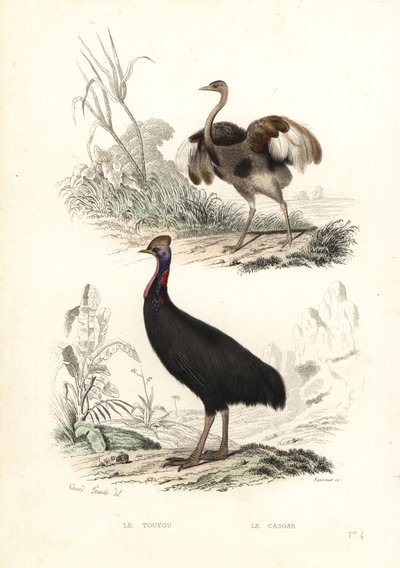Nandu większy i kazuar południowy. autorstwa Edouard (after) Travies