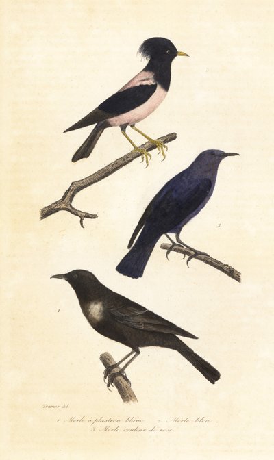 Pierścień ouzel, niebieski drozd skalny i różowy szpak. autorstwa Edouard (after) Travies