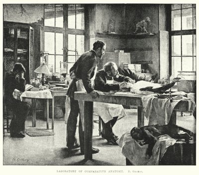 Laboratorium anatomii porównawczej (grafika) autorstwa Edouard Gelhay