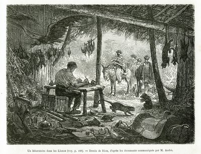 Laboratorium taksydermii w dziewiczym lesie w regionie Llanos (Kolumbia), rysunek Riou, ilustrujący historię Equinoxiale America (Kolumbia, Ekwador, Peru), w latach 1875-1876, autorstwa Ed. Andre, za misję podróżniczą od rządu francuskiego. Engra autorstwa Edouard Riou
