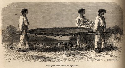 Transport liścia i kwiatu nimfy z jeziora Nuna (perou), rezerwat okazów w zielniku P.Marcoy. Rysunek autorstwa Riou, ilustrujący podróż z Oceanu Spokojnego do Oceanu Atlantyckiego autorstwa Edouard Riou
