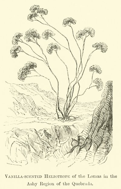 Heliotrop o zapachu wanilii z Lomas w regionie popielatym Quebrada autorstwa Edouard Riou