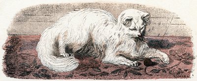Kot angorski - „Alfabet przedstawia zwierzęta” XIX w. (grawerunek) autorstwa Edouard Travies