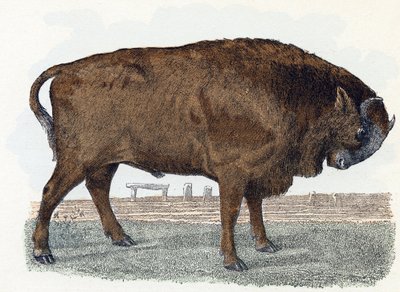 Tur (urauch lub tur) - „Alfabet ilustruje zwierzęta” XIX wiek (grawerunek) autorstwa Edouard Travies