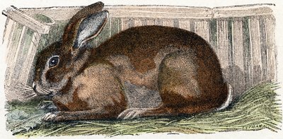 Królik domowy- „Alfabet ilustruje zwierzęta” XIX wiek (grawerunek) autorstwa Edouard Travies