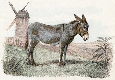 Osioł z „Ilustrowanego alfabetu zwierząt” autorstwa Edouard Travies