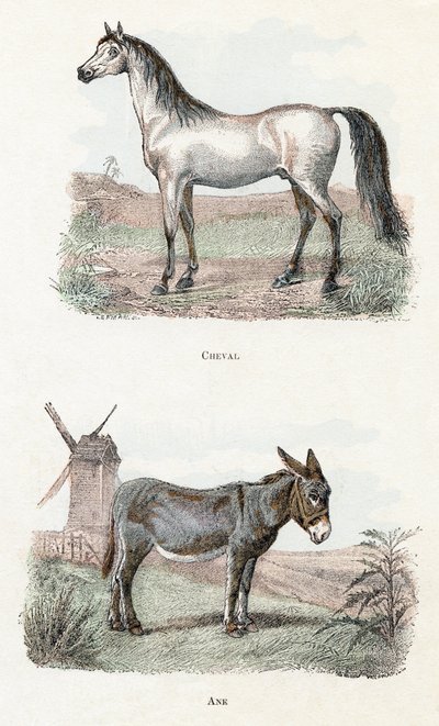 Koń i osioł- „Alfabet ilustruje zwierzęta” XIX wiek (grawerunek) autorstwa Edouard Travies