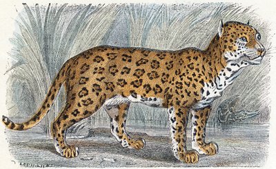 Jaguar- „Alfabet przedstawia zwierzęta” XIX wiek (grawerunek) autorstwa Edouard Travies
