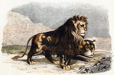 Lew i lwica- „Alfabet ilustruje zwierzęta” XIX wiek (grawerunek) autorstwa Edouard Travies