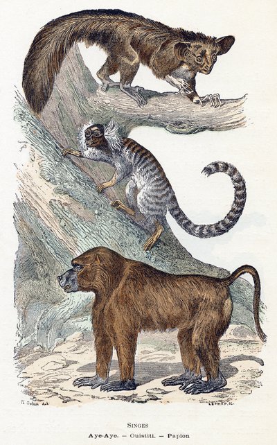 Macacos - “Alfabeto ilustra animais” Século XIX (gravura)polonês autorstwa Edouard Travies