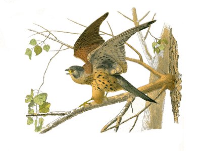 Tablica Historii Naturalnej: Tablica zoologiczna przedstawiająca ptaki drapieżne w nocy. Rzeżucha. Tabliczka narysowana z dziewięciu tomów o ptakach w „Dzieła kompletne Buffona”” napisanej przez przyrodnika Georgesa Louisa Leclerca, hrabiego Buffon (1707-1 autorstwa Edouard Travies