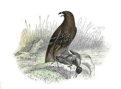 Tablica Historii Naturalnej: Tablica zoologiczna przedstawiająca ptaki drapieżne w nocy. Mały orzeł. Tabliczka narysowana z dziewięciu tomów o ptakach w „Dzieła kompletne Buffona”” napisanej przez przyrodnika Georgesa Louisa Leclerca, hrabiego Buffon (1707 autorstwa Edouard Travies