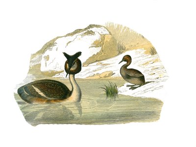 Tablica Historii Naturalnej: Tablica zoologiczna przedstawiająca palmy brachyptere autorstwa Edouard Travies