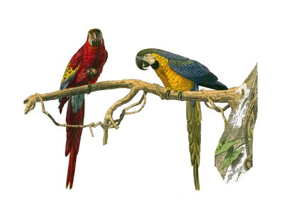 Tablica Historii Naturalnej: Tablica zoologiczna przedstawiająca wspinaczy. Czerwona ara i niebieska ara. Talerz narysowany z dziewięciu tomów o ptakach w „Dzieła kompletne Buffona”” napisany przez przyrodnika Georgesa Louisa Leclerca, hrabiego Buffona autorstwa Edouard Travies