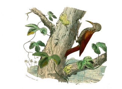 Tablica Historii Naturalnej: Tablica zoologiczna przedstawiająca wspinaczy. Szczyt wspinaczkowy. Tabliczka zaczerpnięta z dziewięciu tomów o ptakach w „Dziełach kompletnych Buffona”” autorstwa przyrodnika Georgesa Louisa Leclerca, hrabiego Buffon (1707-178 autorstwa Edouard Travies