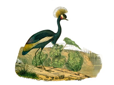 Tablica Historii Naturalnej: Tablica zoologiczna przedstawiająca ptaki wodne i siewki brodzące autorstwa Edouard Travies