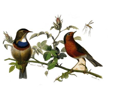 Tabliczka historii naturalnej: Tablica zoologiczna przedstawiająca wróblowe zęby zębowe autorstwa Edouard Travies