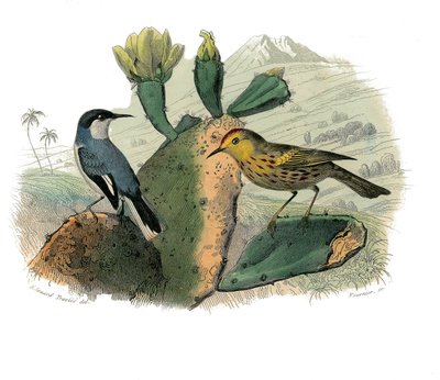Tabliczka historii naturalnej: Tablica zoologiczna przedstawiająca wróblowe zęby zębowe autorstwa Edouard Travies