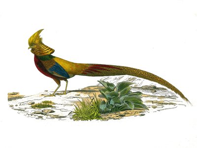 Tablica historii naturalnej: Tablica zoologiczna przedstawiająca gallinaces: chiński bażant dore. Tabliczka narysowana z dziewięciu tomów o ptakach w „Dziełach kompletnych Buffona”” napisanym przez przyrodnika Georgesa Louisa Leclerca, hrabiego Buffon (170 autorstwa Edouard Travies