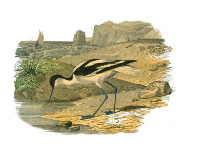 Tabliczka historii naturalnej: Tablica zoologiczna przedstawiająca długie wodery autorstwa Edouard Travies