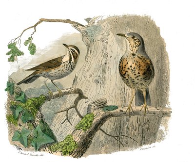 Tablica historii naturalnej: Tablica zoologiczna przedstawiająca wróblowe wróblowe (stożkowy dziób). Przeklęci i dreny. Talerz narysowany z dziewięciu tomów o ptakach w „Dzieła pełne Buffona”” napisanym przez przyrodnika Georgesa Louisa Leclerca, hrabiego  autorstwa Edouard Travies