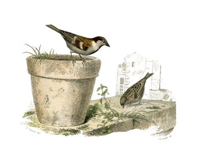 Tablica historii naturalnej: Tablica zoologiczna przedstawiająca wróblowe wróblowe (stożkowy dziób). Wróble (wróbel). Talerz narysowany z dziewięciu tomów o ptakach w „Dzieła pełne Buffona”” napisanym przez przyrodnika Georgesa Louisa Leclerca, hrabiego Bu autorstwa Edouard Travies