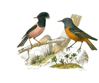 Tablica historii naturalnej: Tablica zoologiczna przedstawiająca wróblowe wróblowe autorstwa Edouard Travies