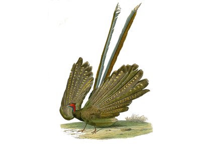 Tablica historii naturalnej: Tablica zoologiczna przedstawiająca gallinaces: argus. Tabliczka narysowana z dziewięciu tomów o ptakach w „Dziełach kompletnych Buffona”” autorstwa przyrodnika Georgesa Louisa Leclerca, hrabiego Buffon (1707-1788) w latach 174 autorstwa Edouard Travies