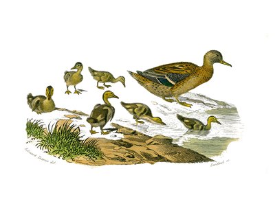 Tablica historii naturalnej: Tablica zoologiczna przedstawiająca palmipedy blaszkowate (z listwami lub zębami). Samica kaczki i jej młode. Talerz narysowany z dziewięciu tomów o ptakach w „Dziełach kompletnych Buffona”” autorstwa przyrodnika Georgesa Louis autorstwa Edouard Travies