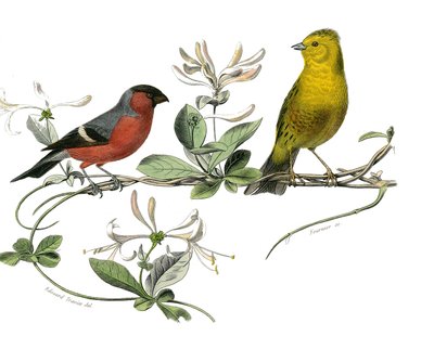 Tablica historii naturalnej: Tablica zoologiczna przedstawiająca Bouvreuil i Wróbla Francji. Talerz narysowany z dziewięciu tomów o ptakach w „Dzieła kompletne Buffona”” napisany przez przyrodnika Georgesa Louisa Leclerca, hrabiego Buffona autorstwa Edouard Travies