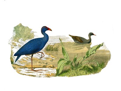 Tablica historii naturalnej: Tablica zoologiczna przedstawiająca długie i smukłe cieniowanie (dziób długi i chudy): sułtanka (sultan hen) i wodna. Talerz narysowany z dziewięciu tomów o ptakach w „Dzieła pełne Buffona”” autorstwa przyrodnika Georgesa Lo autorstwa Edouard Travies