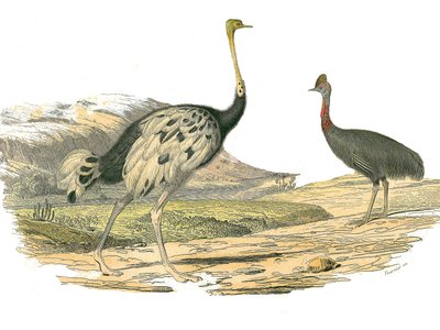 Tablica przyrodnicza: Tablica zoologiczna przedstawiająca brodzących: strusia i kazuara. Tabliczka narysowana z dziewięciu tomów o ptakach w „Dziełach kompletnych Buffona”” napisanym przez przyrodnika Georgesa Louisa Leclerca, hrabiego Buffon (1707-1788) w autorstwa Edouard Travies