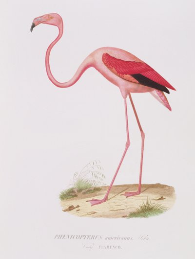 Phenicopterus americanus (Flamenco) (sic!) rytowane przez Fourniera, wyd. przez Bougeard autorstwa Edouard Travies