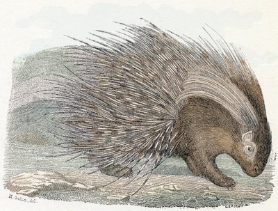 Epos wieprzowy (porc-epic) - „Alfabet ilustruje zwierzęta” XIX wiek (rycina) autorstwa Edouard Travies
