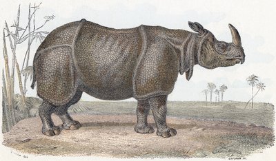 Nosorożec - „Alfabet przedstawia zwierzęta” XIX wiek (grawerunek) autorstwa Edouard Travies