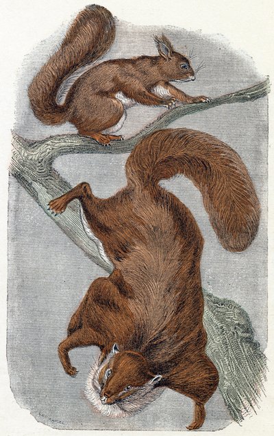Wiewiórki- „Alfabet ilustruje zwierzęta” XIX wiek (grawerunek) autorstwa Edouard Travies