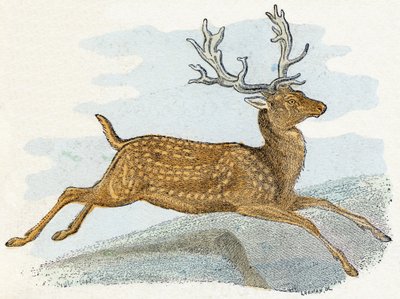 Zamsz- „Alfabet ilustruje zwierzęta” XIX wiek (grawerunek) autorstwa Edouard Travies