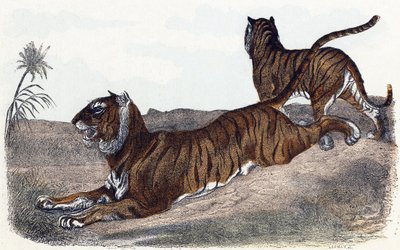 Tygrysy - „Alfabet przedstawia zwierzęta” XIX w. (grawerunek) autorstwa Edouard Travies