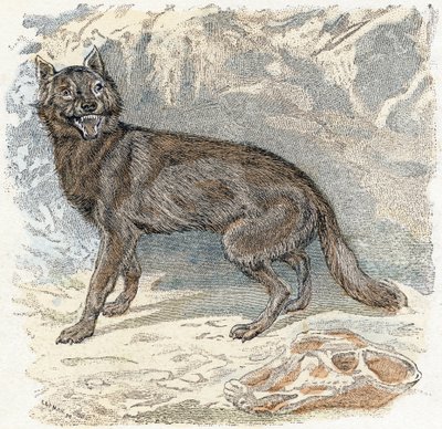 Wilk- „Alfabet przedstawia zwierzęta” XIX w. (grawerunek) autorstwa Edouard Travies