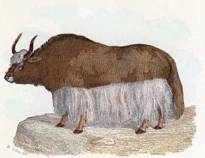 Yack (yak) - „Alfabet ilustruje zwierzęta” XIX wiek (grawerunek) autorstwa Edouard Travies